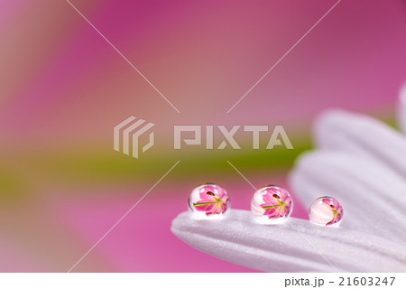 花、ゆり、滴、接写、マクロ。 21603247