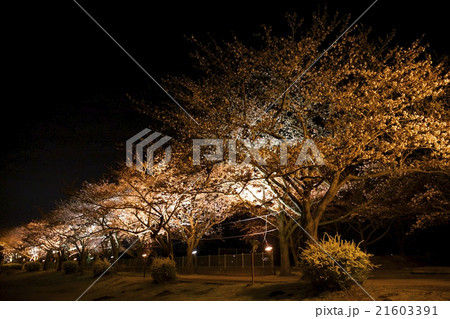 夜桜 21603391