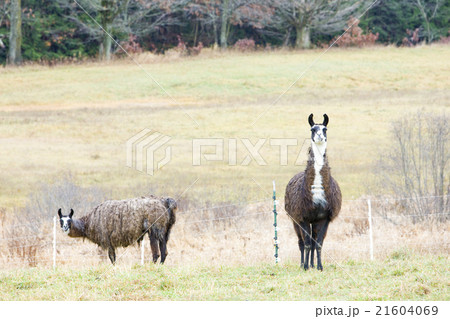 alpacas, Maine, USA alpacas, Maine, USA 21604069