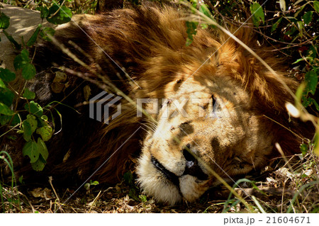 野生の雄ライオンのかわいい寝顔の写真素材