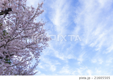さくら・満開 21605505