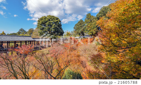 京都東福寺の秋景色 21605788