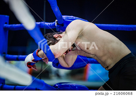 boxer on ropes of  ring 21606068