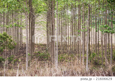 anthocephalus chinensis tree anthocephalus chinensis tree 21606629