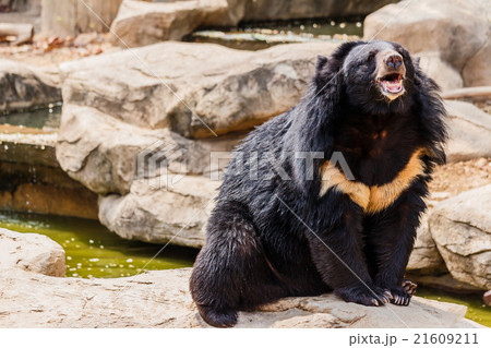 asiatic black bear 21609211