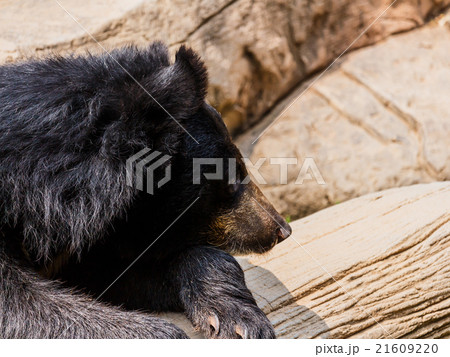 asiatic black bear 21609220