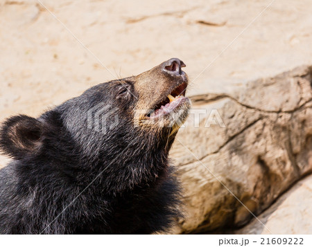 asiatic black bear 21609222