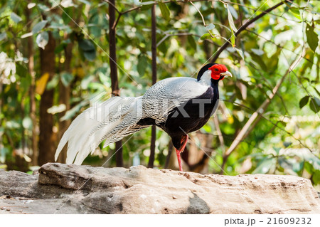 Male silver pheasant Male silver pheasant 21609232