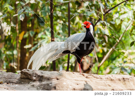 Male silver pheasant Male silver pheasant 21609233
