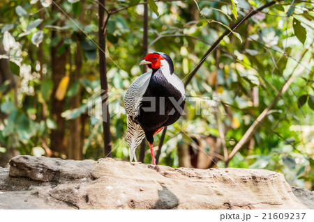 Male silver pheasant Male silver pheasant 21609237