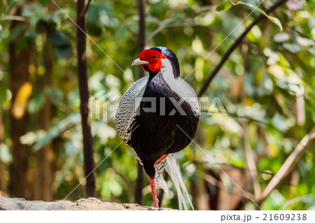 Male silver pheasant Male silver pheasant 21609238