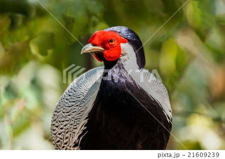 Male silver pheasant 21609239