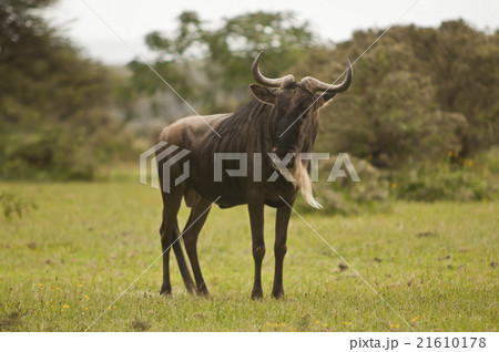 Wildebeest in the Savannah Wildebeest in the Savannah 21610178