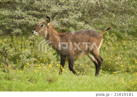 Waterbuck in the Bush Waterbuck in the Bush 21610181