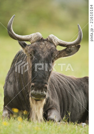 sitted wildebeest sitted wildebeest 21610184
