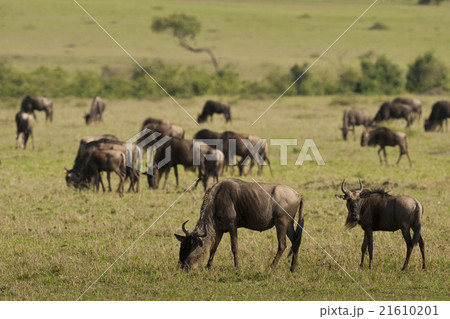 Wildebeests in the Savannah Wildebeests in the Savannah 21610201