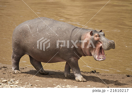 Hippopotamus 21610217