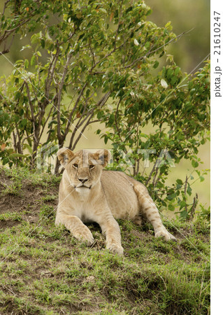 Young Lion in the Savannah Young Lion in the Savannah 21610247
