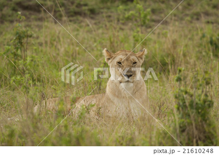 Lioness in the Savannah 21610248