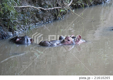 Hippopotamus in Mara River 21610265