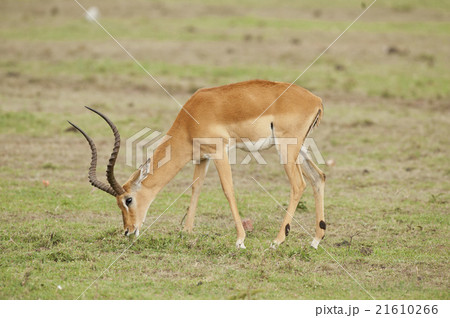 Impala Munching in the Savannah 21610266