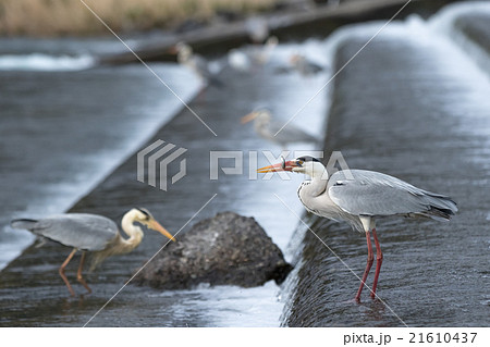 遡上鮎を捕食するアオサギ 21610437
