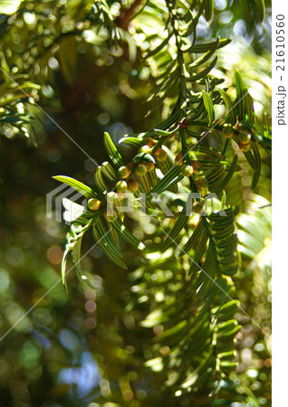 カヤのつぼみ 21610560