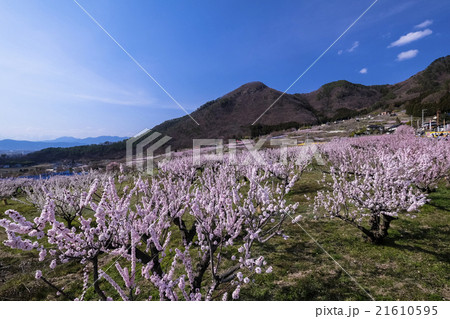 アンズの里2 アンズの里2 21610595