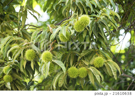 イガグリ 21610638