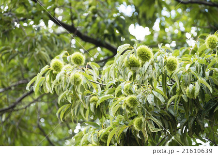 イガグリ 21610639