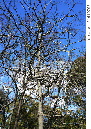 アオギリの樹木 アオギリの樹木 21610768