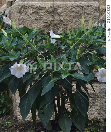 諸仏出現時に咲く花　ダチュラ　マンダラケ（縦/横） 21610832