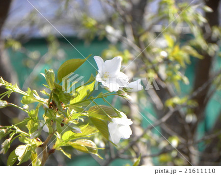 葉っぱが先に出るヤマザクラの白い花 21611110