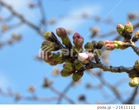 蕾が膨らみ始めたサクラ広場のソメイヨシノ 21611111