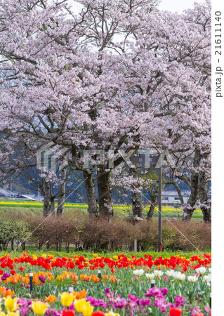 原尻の滝の桜とチューリップの写真素材