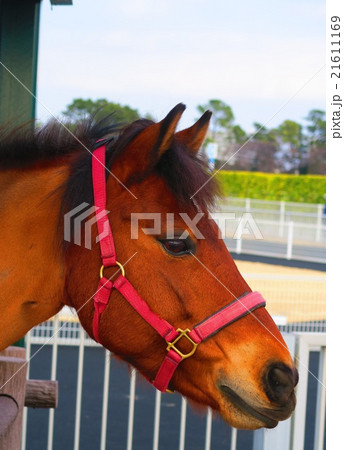 中山競馬場内馬場の緑の広場のサラブレッドの写真素材