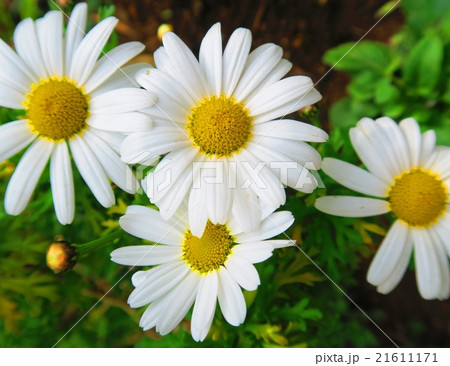マーガレットの花 21611171