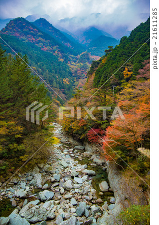 東平　紅葉 21611285