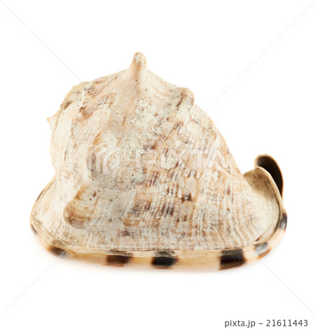 Seashell isolated over the white 21611443