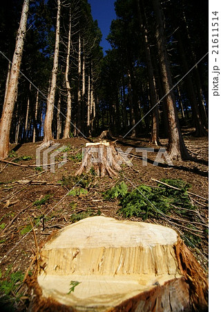 間伐風景 21611514