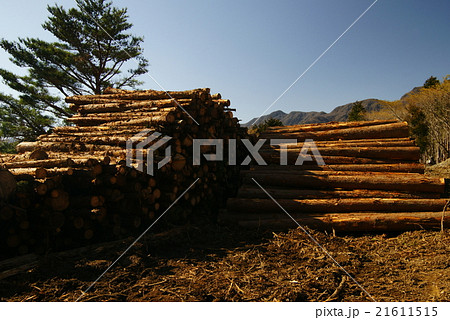 間伐風景 間伐風景 21611515