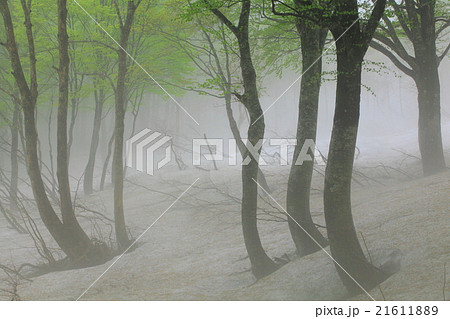 八甲田　ブナの芽吹き 21611889