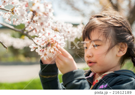 桜を見る子供 桜を見る子供 21612189