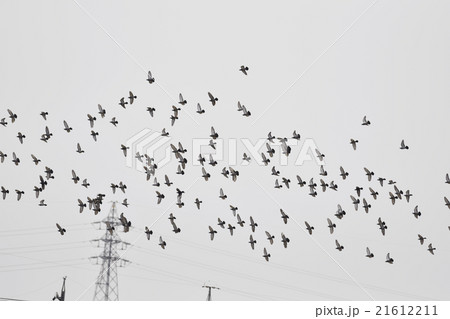 鳥 群れ 鳩 ハト 飛ぶ コピースペース 野鳥 動物 野生 の写真素材