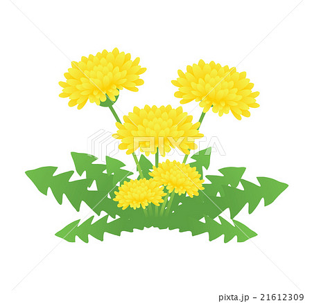 たんぽぽ 21612309