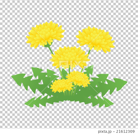 たんぽぽ 21612309