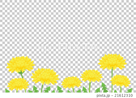 たんぽぽ 21612310