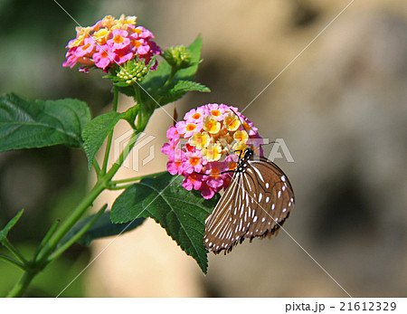 ツマムラサキマダラ ツマムラサキマダラ 21612329