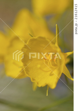 ナルキッスス・バルボコディウム 21612415