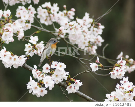 オジロビタキ オジロビタキ 21612485